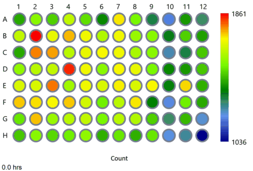 Cells migrating to close a gap.