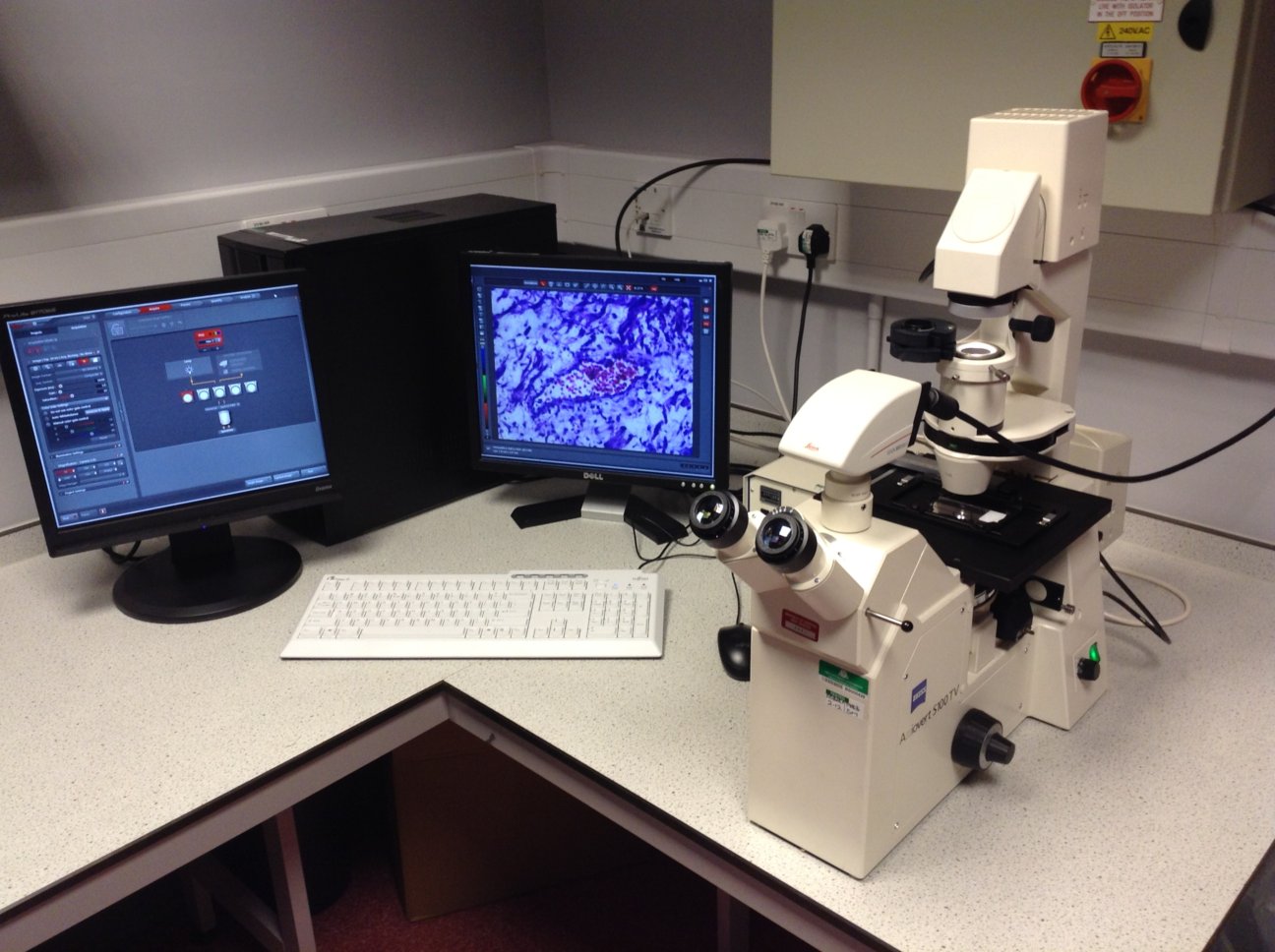 Histology